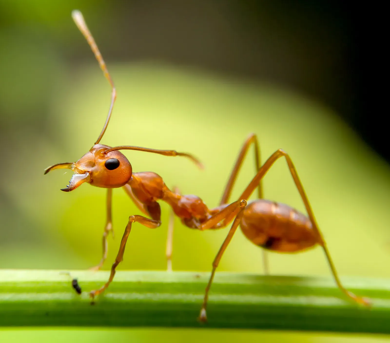German cockroach and carpenter ant pest control in Brampton