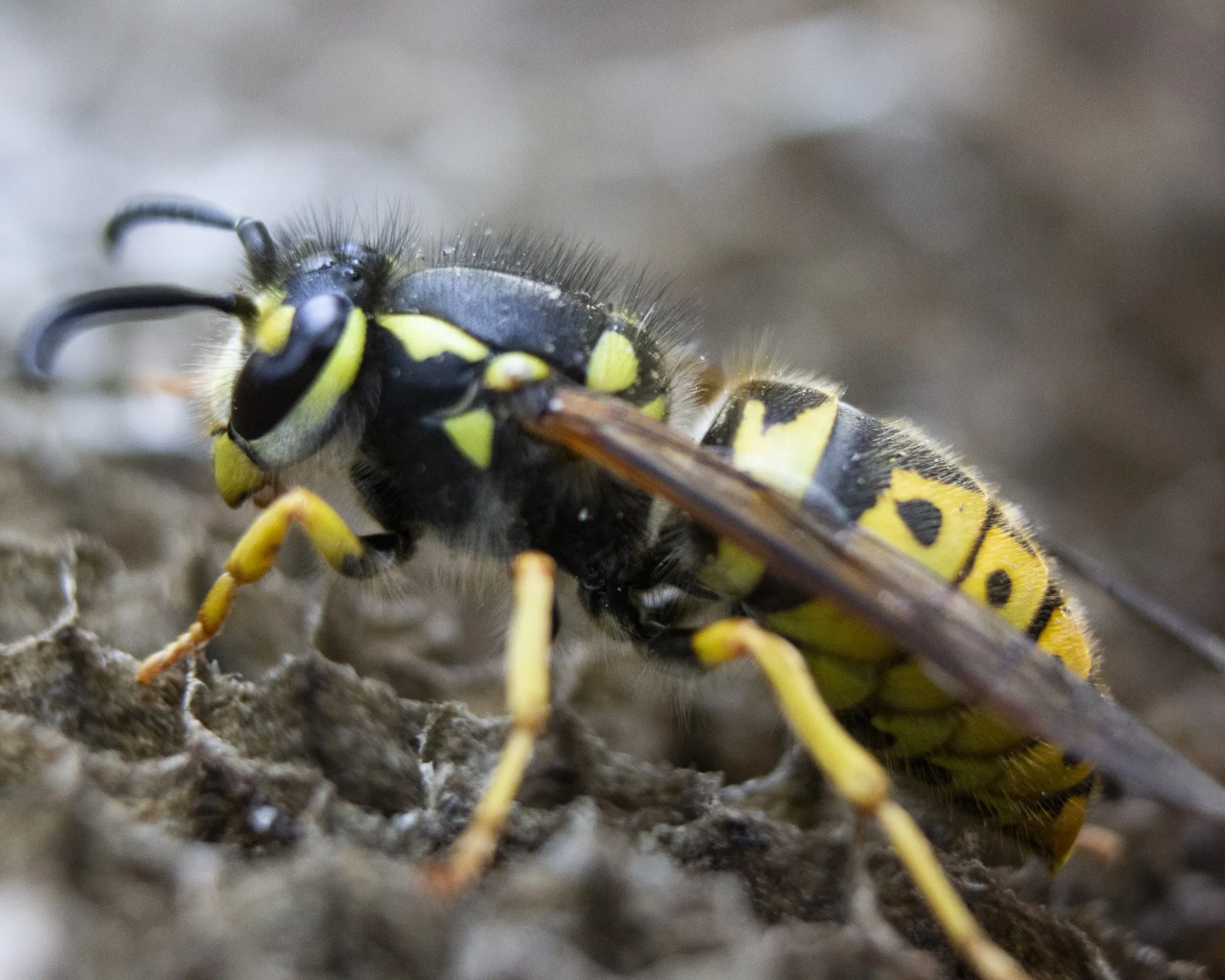 Hornets & Wasps removal in Milton