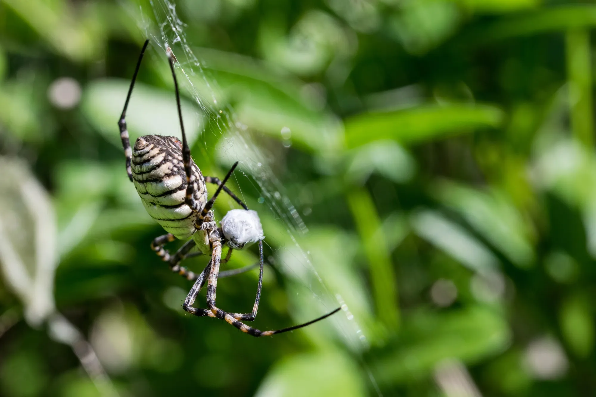 Spider Control Milton